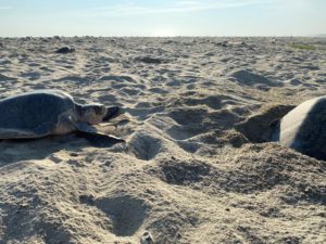 Turtle nesting Puerto Escondido